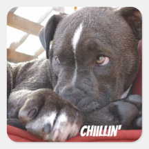 Editable Baby Pitbull Puppies