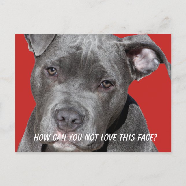 Editable Black Pitbull Postcard (Front)