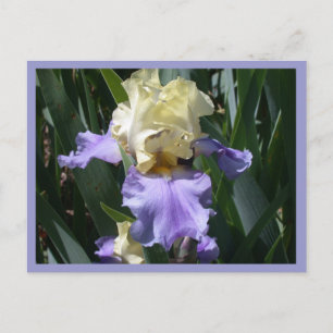 Edith Wolford Postcard