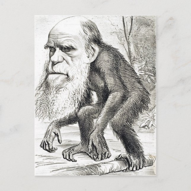 Editorial Cartoon Of Charles Darwin 1871 Postcard (Front)