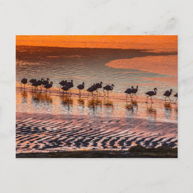 Eduardo Abaroa Andean Fauna National Reserve Postcard (Front)
