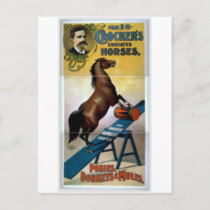 Educated Horses Postcard
