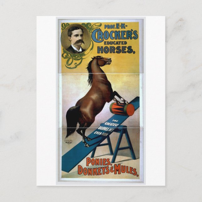 Educated Horses Postcard (Front)