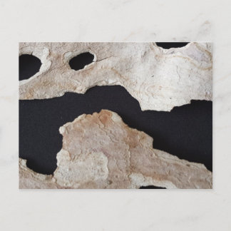educatedbrainfart Bark 2 Postcard