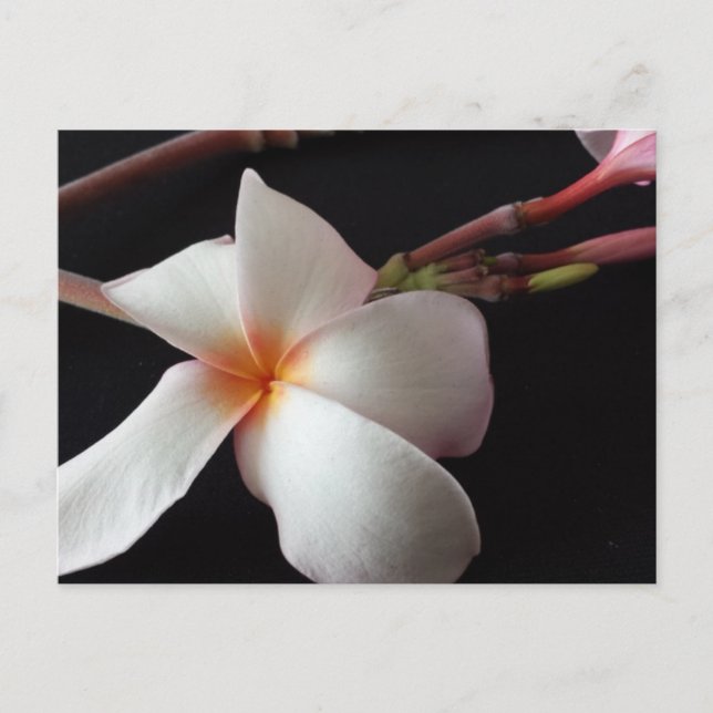 educatedbrainfart Plumeria Postcard (Front)
