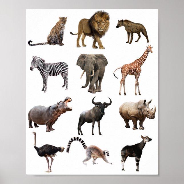 education poster african animal  (Front)