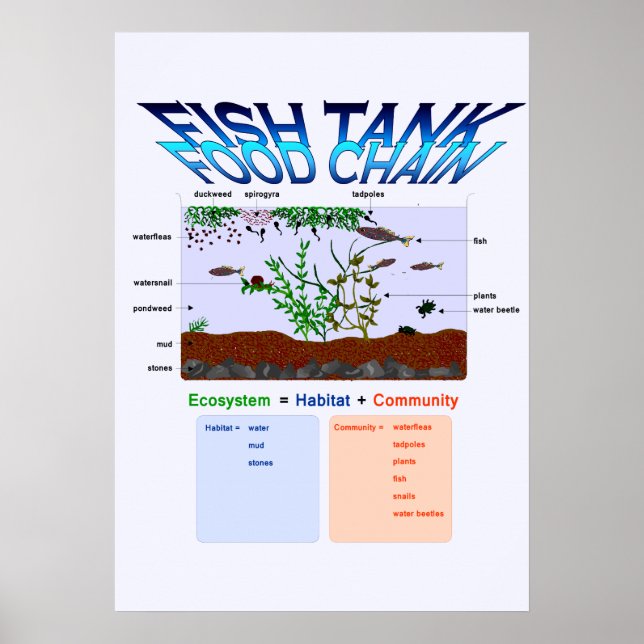 Education, Science, Fish Tank Food Chain Poster (Front)