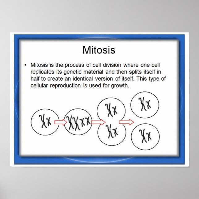 Education, Science, Mitosis Poster (Front)