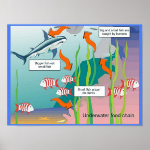 Education, Science, Underwater food chain Poster