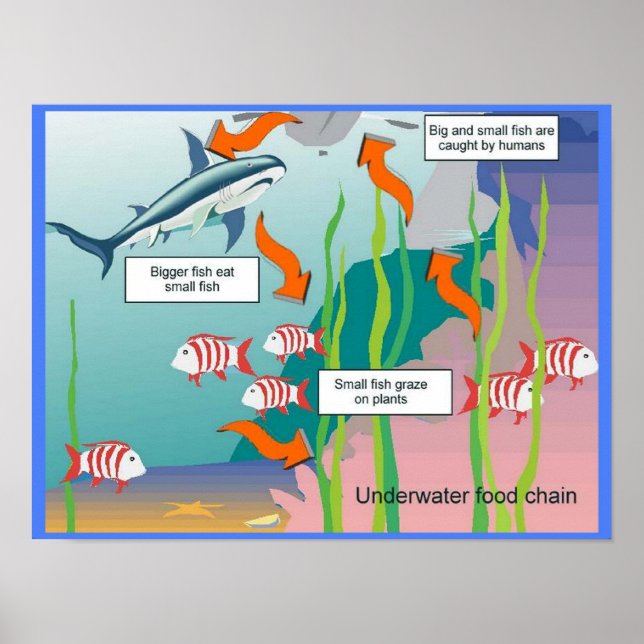 Education, Science, Underwater food chain Poster (Front)