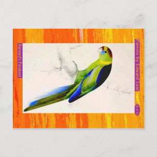 Edward Lear. Barnard's Parakeet. Postcard