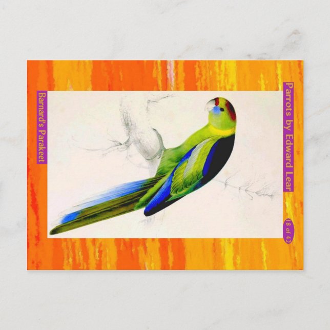 Edward Lear. Barnard's Parakeet. Postcard (Front)