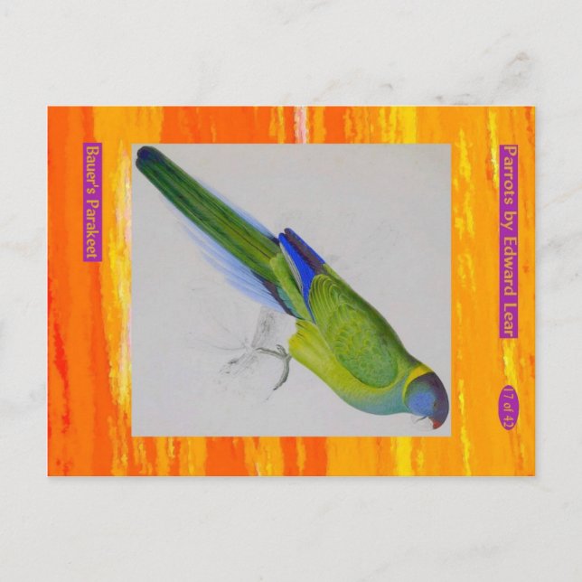 Edward Lear. Bauer's Parakeet. Postcard (Front)