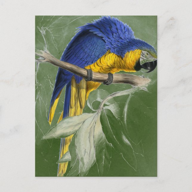 Edward Lear Bird Collection Blue And Yellow Macaw Postcard (Front)