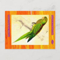 Edward Lear. Dwarf Parakeet Macaw.