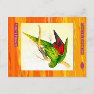 Edward Lear. Maton's Parakeet. Postcard