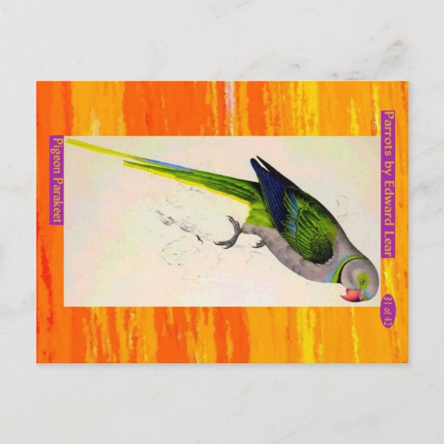 Edward Lear. Pigeon Parakeet. Postcard (Front)