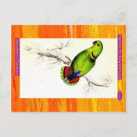 Edward Lear. Swindern's Parakeet.