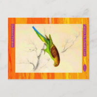 Edward Lear. Undulated Parakeet.