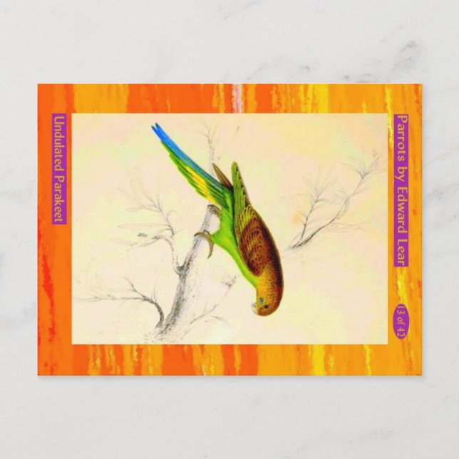 Edward Lear. Undulated Parakeet. Postcard (Front)