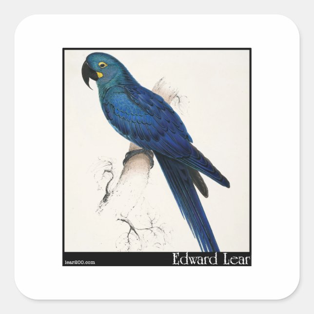 Edward Lear's Hyacinth Macaw Square Sticker (Front)