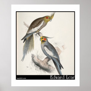 Edward Lear's New Holland Parakeet Poster