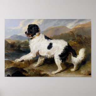 Edwin Henry Landseer   Lion- A Newfoundland Dog Poster