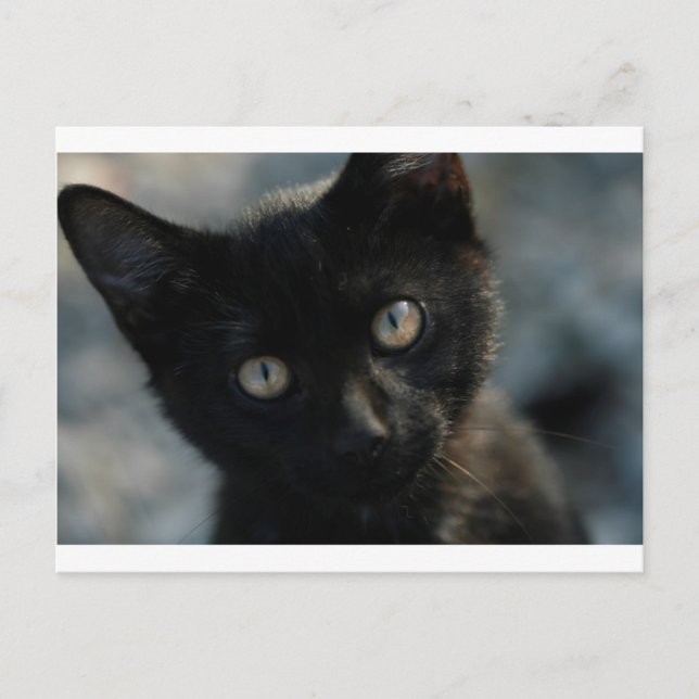 EEK Black Cat Scary Postcard (Front)