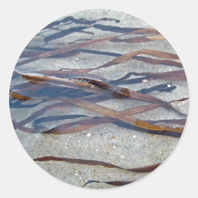 Eel Grass Seaweed Sticker (Front)