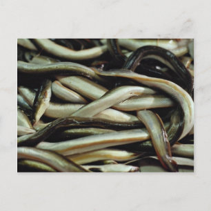 Eels, Andalusia, southern Spain Postcard