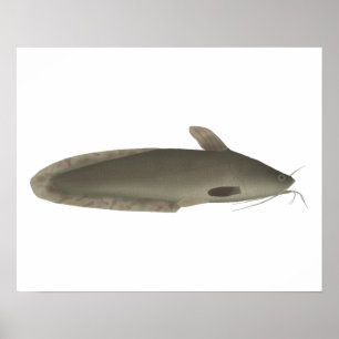 Eeltail Catfish Poster