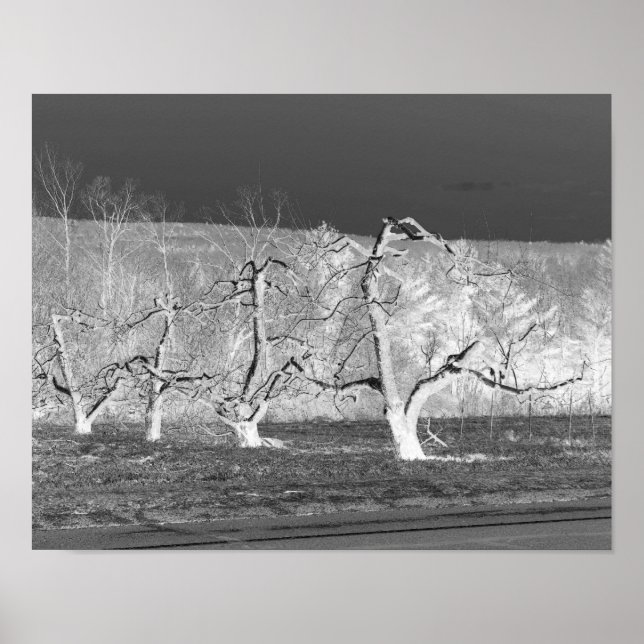 Eerie Apple Trees Nature Print (Front)