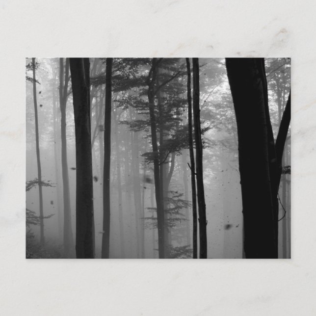 EERIE FOREST TREES LEAVES B&W POSTCARD (Front)