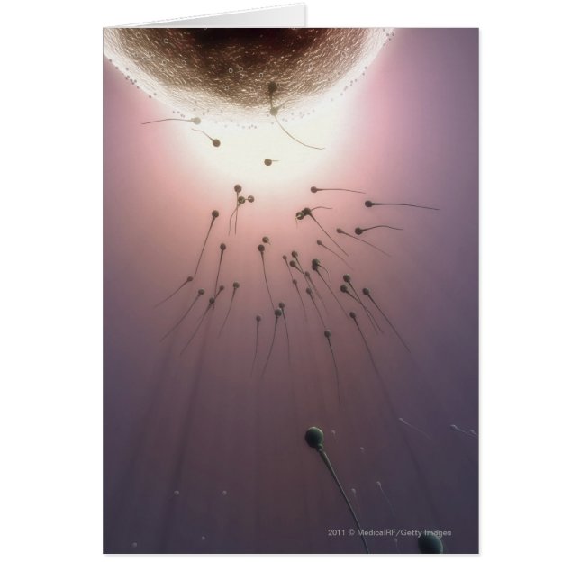 Egg being fertilised by sperm (Front)