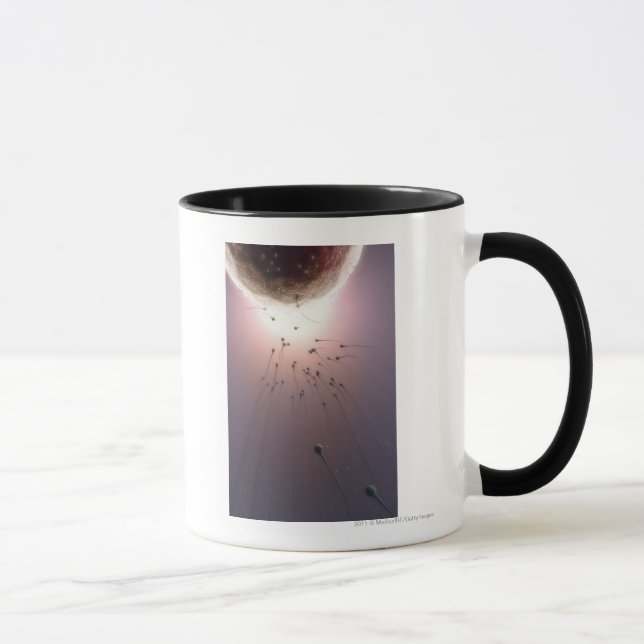 Egg being fertilised by sperm mug (Right)