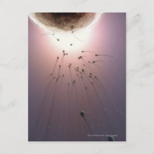 Egg being fertilised by sperm postcard