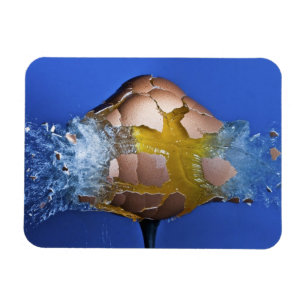 Eggceptional Magnet