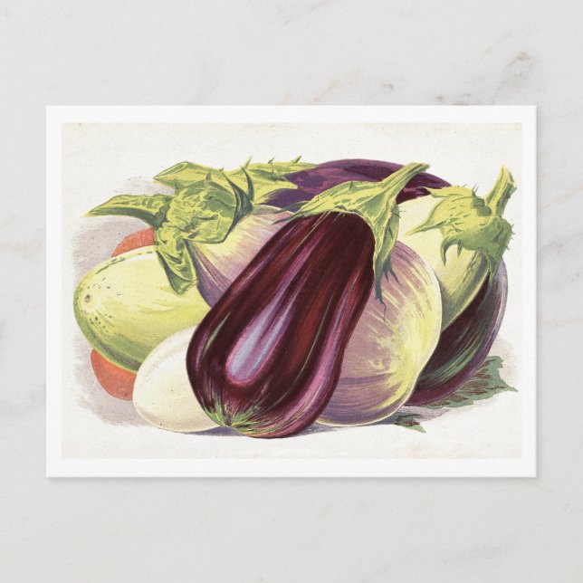 Eggplant Botanical Illustration Postcard (Front)