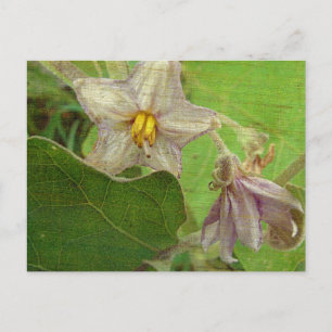 Eggplant Flowers Postcard
