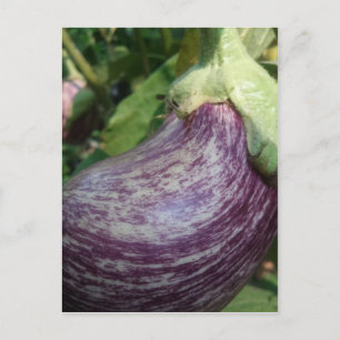 Eggplant Veggie Postcard