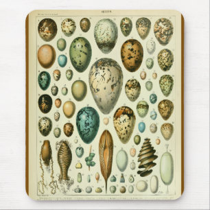 Eggs antique natural history illustration millot mouse pad
