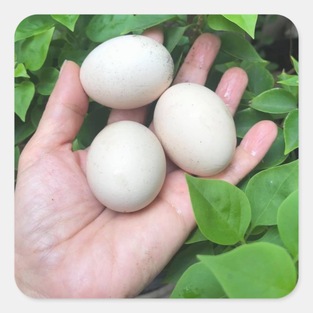 Eggs of Bantam chicken is palm hand Square Sticker (Front)