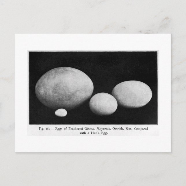 Eggs of feathered giants art postcard (Front)