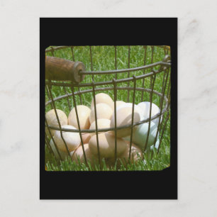 Eggs Postcard