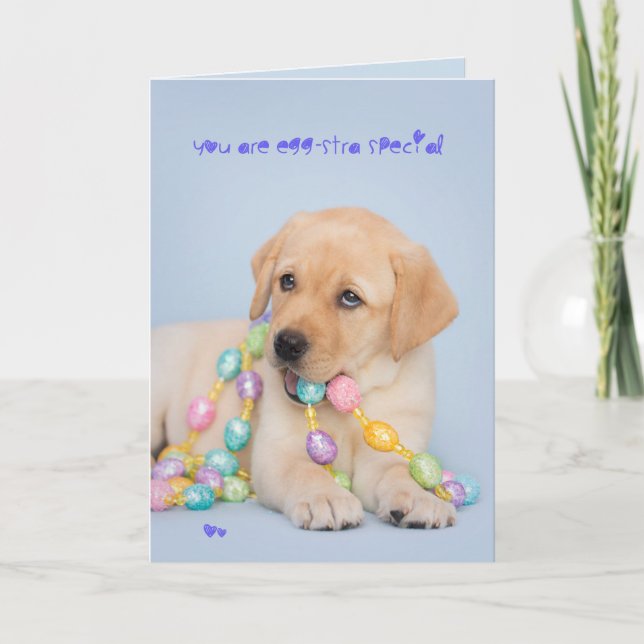 Eggstra special yellow labrador puppy easter holiday card (Front)