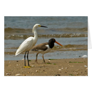 Egret and Oystercatcher card
