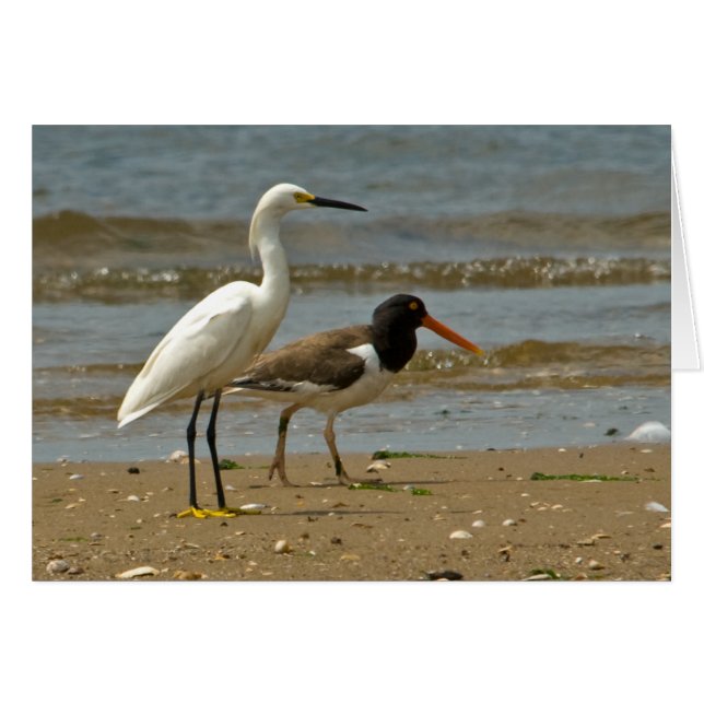 Egret and Oystercatcher card (Front Horizontal)