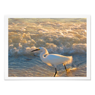 Egret at Sunset on the Beach Photographic Print