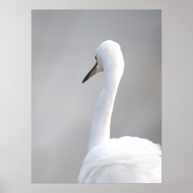 Egret Bird Poster (Front)
