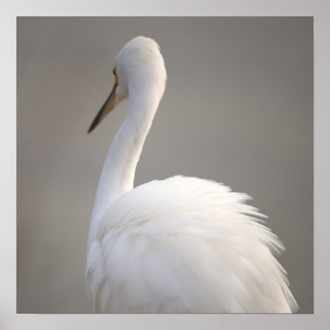 Egret Bird Poster (Front)